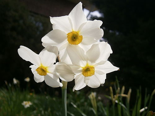 Narcissus × medioluteus